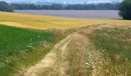 england hampshire warnford beaconhill crops fields peopleandpaths southdownsnationalpark countryside