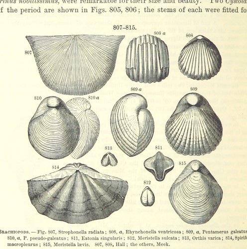 Image taken from page 570 of '[Manual of Geology: treating of the principles of the science with special reference to American geological history ... Revised edition.]'