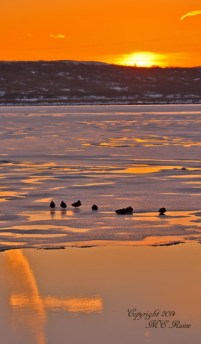 winter sunset snow ice nature birds animal silhouette reflections dusk wildlife wetlands marsh “new jersey” “golden “magic richarddekortepark “meadowlands” nj” hour” “lyndhurst