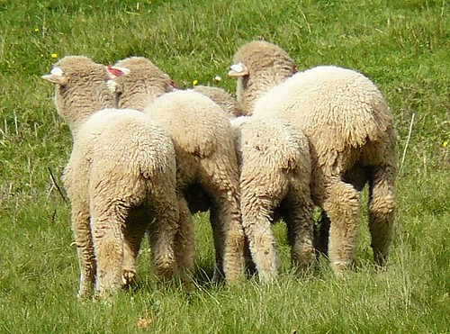 wool nature grass sheep zoom farm country maine shy lambs