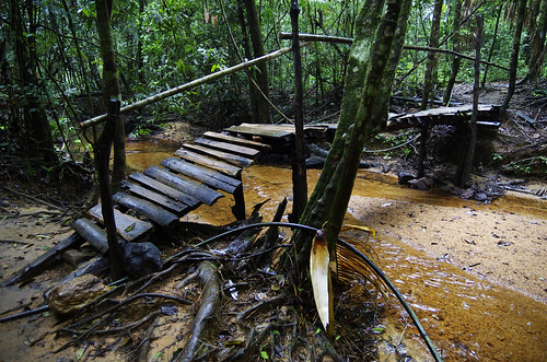 bridge rain forest river wooden nationalpark rainforest stream path reserve sri lanka tropical srilanka ceylon sinharaja sinharajanationalpark sinharajaforestreserve