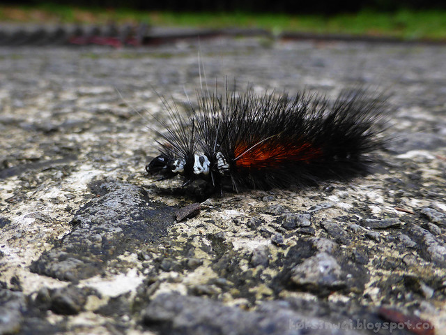 Mount Serapi Caterpillar on Road