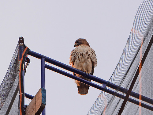 Red-Tailed Hawk (7180)