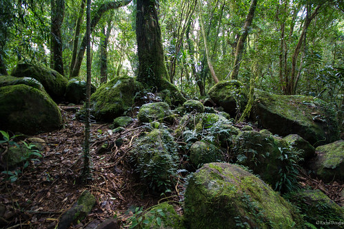 park trees green nature forest gold coast rocks australia growth national queensland mossy springbrook racheljoanne