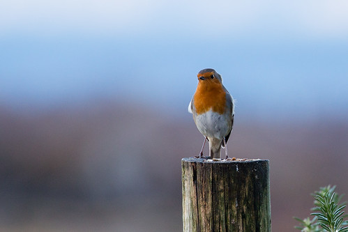 robin birds westerross applecross culduie