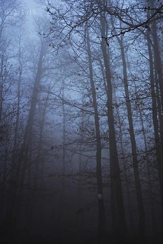 italy rome roma nature fog alberi reflex nikon italia natura nebbia rami esposizione diaframma