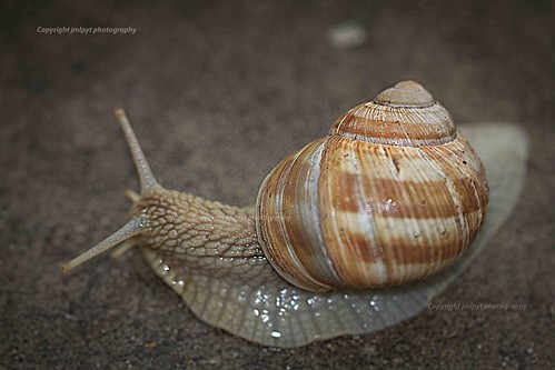 detail macro photographie snail animaux escargot coquille corne natureetpaysages artetculture