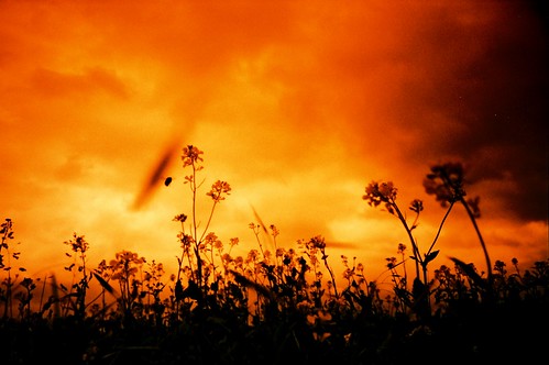 red sky orange field leaves clouds sussex wings lca xpro crossprocessed brighton grain silhouettes bee fiery rapeseed fujivelvia100