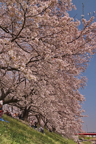 【写真】2013 桜 : 背割堤/2020-03-23/IMGP9710