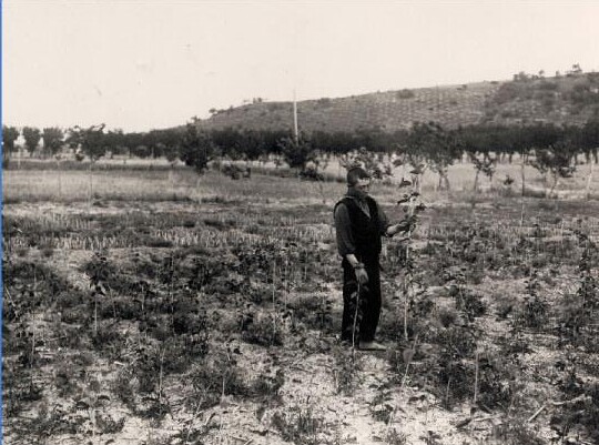 Plantando moreras en los terrenos del Monasterio de San Bernardo en Toledo en 1925.