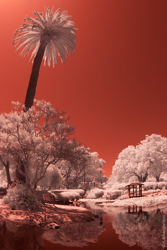 california ca red sky santabarbara landscape ir wideangle foliage palmtrees infrared gel refelction 2013 fujis3pro fullspectrumcamera