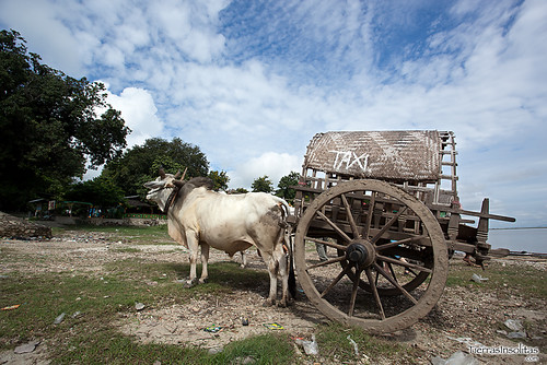 Carro Bueyes en Mingun (Myanmar)
