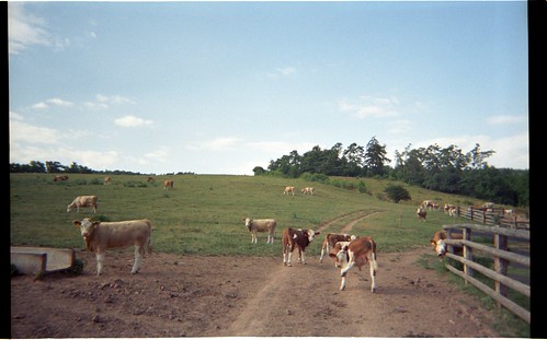 film animal 35mm landscape europe cows czech farm country