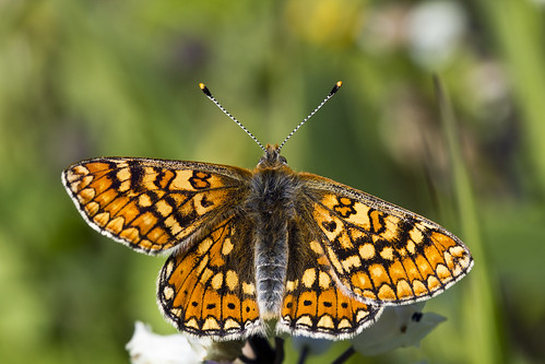 nature butterfly amazing colours wing basilicata rare mothernature entomology iucn