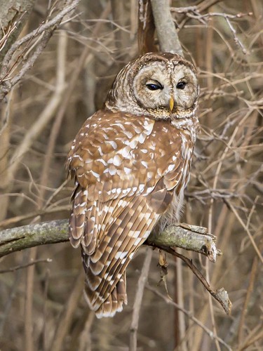 county ohio owl clermont barredowl strixvaria clermontcounty eastforkstatepark elklick