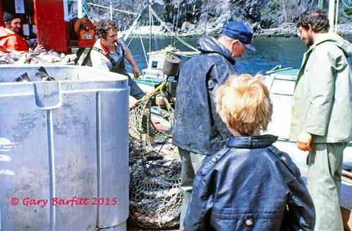 gooseberrycove scan1986fishingnewfoundlandharborwharf