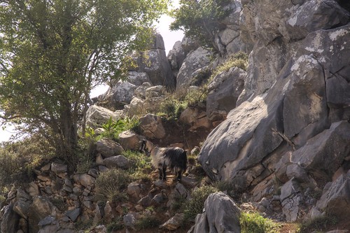 weather animal geotagged mammal rocks europe hill goat greece crete grc outdor tzermiado 20160414150806 geo:lat=3518272676 geo:lon=2552186251 mésalasithákion