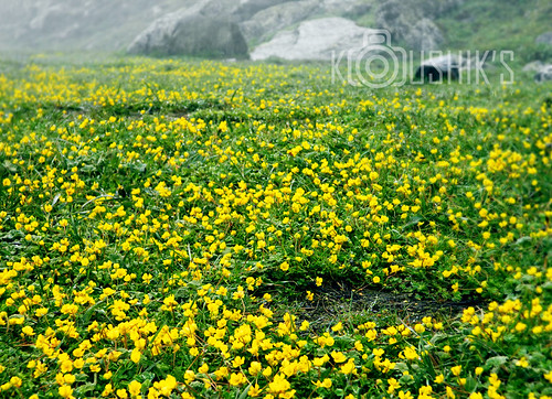 forest trekking trek adventure highaltitude joshimath valleyofflowers uttarakhand himalayanflowers baginiriver moderatetrekking baginiglaciar changbangbasecamp nandadevinationalforest dronagirivillage