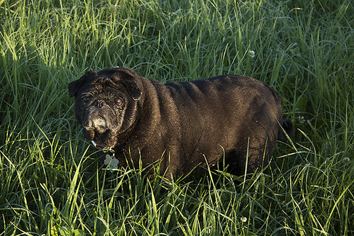 morning summer field grass sunrise parents am backyard pug dew kensington ule kensi thelittledoglaughed