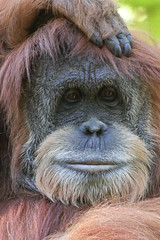 Photo of an Orangutan