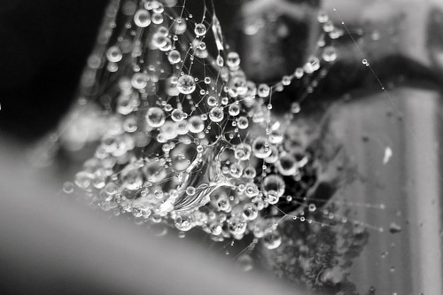 Indra's pearls - Water droplets in a spider web 2
