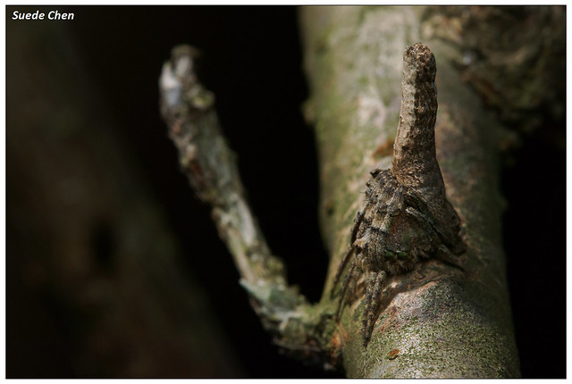 枯枝尖鼻蛛 Poltys columnaris Thorell, 1890