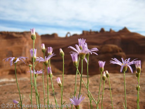 Flowers above Upper Delicate Arch Viewpoint, Arches National Park, Utah