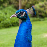Peacocks at Dartmoor Zoo