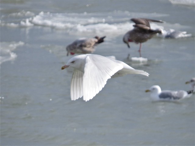 Glaucous Gull (Adult) at North Point Marina in Lake County, IL 12