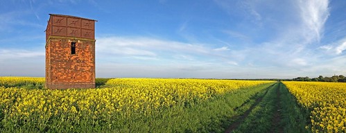 blue sky panorama field path redbrick yellowgreen oilseedrape morleywatertower