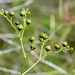 Rutaceae - Photo (c) Salomé Bielsa, algunos derechos reservados (CC BY-NC-SA)