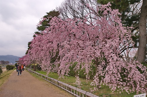 【写真】2013 桜 : 半木の道/2021-11-05/IMGP9502
