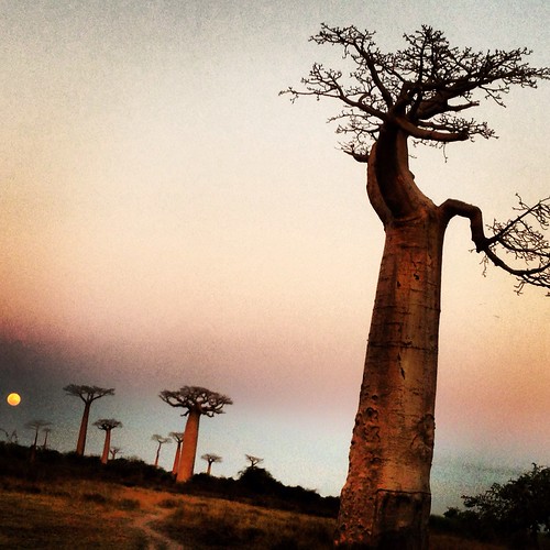 sunset moon dusk madagascar baobab morondava alléedesbaobabs