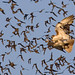 Best of Show - 1st Place - Published Images - Al Perry - Red Tailed Hawk Attacking Brazilian Free Tailed Bats
