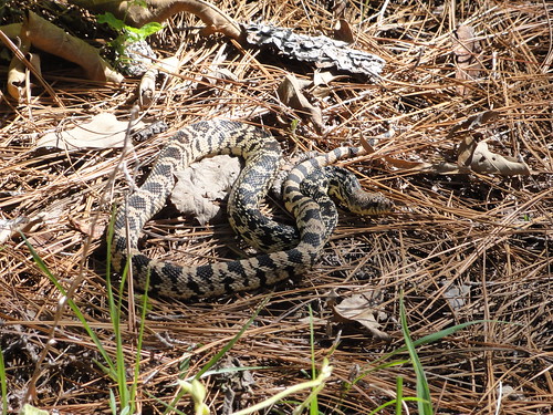 louisiana snake wildlife conservation biology usfws usfishandwildlifeservice wildlifephotography candidatespecies