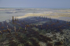 Seaweed farm at low tide