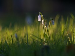 The first snowdrop
