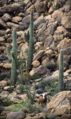 arizona cactus animals rock michael cattle cows wildlife az boulders wilson saguaro bagdad ocotillo michaelwilsoncom