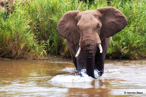 africa nature water animals fauna canon southafrica landscapes scenery wildlife ivory lodge rivers elephants mammals mpumalanga crocodileriver ngwenya 70d ngwenyalodge ndlovu sigma170500mmf563apodg hannessteyn canon70d