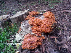 Autumn fungi in the Alfred Nicholas gardens