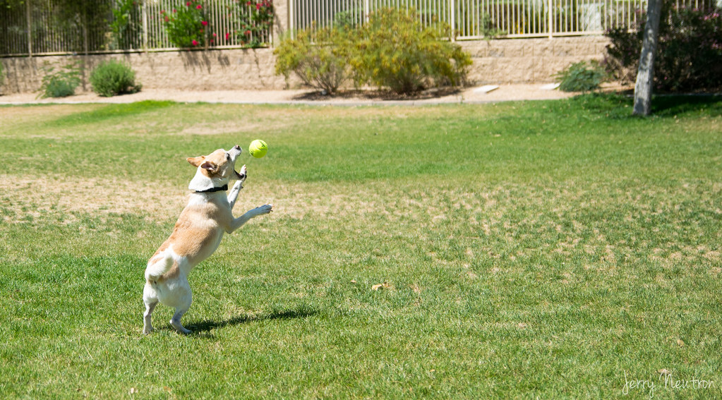 Dog playing at the park!