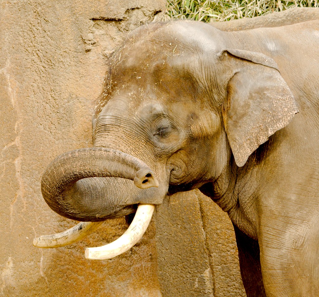 Asian elephant (Elephas maximus)_17