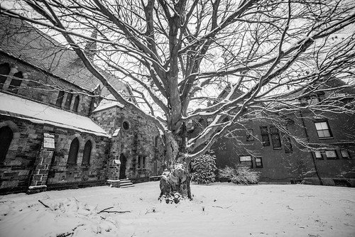 city winter snow tree nature portland other nikon unitedstates maine january newengland portlandmaine statestreet westend 2015 d600 14mm samyang copperbeechtree