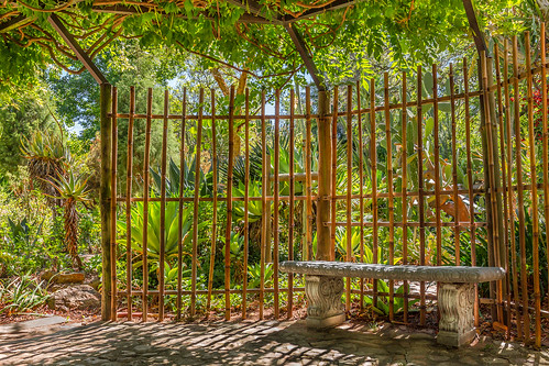 plants green fence garden bench southafrica botanical bamboo tropical botanicalgarden stellenbosch bamboofence stellenboschuniversity fencefriday danielaruppel stellenboschuniverstiybotanicalgarden