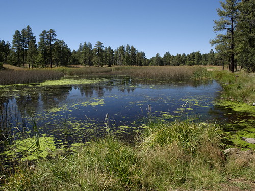 arizona geotagged meadows whitemountains springs wetlands bigsprings pinetop riparian pinetoplakeside pinetoparizona bigspringsenvironmentalstudyarea geo:lat=3413745554436275 geo:lon=10996833398938179