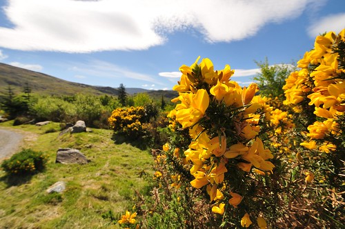 flowers ireland plants countryside nikon country scenic bluesky colourful peninsula beara countykerry d90 penin nikonflickraward” bonaneheritagepark