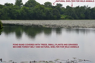 Pond bunds,a thriving eco system (Source: Mithila Gram Vikas Parishad)