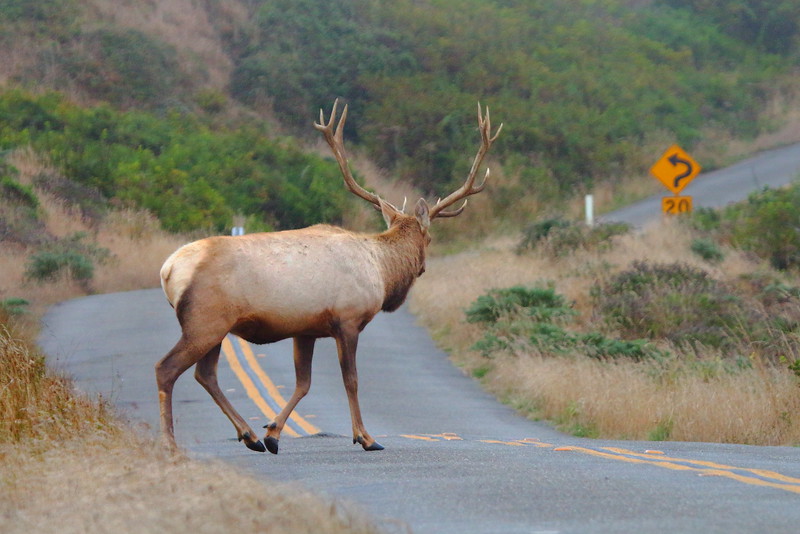 IMG_2618 Tule Elk Crossing the Road