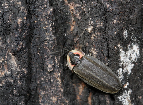 insect beetle northcarolina fieldtrip piedmont firefly enoriver coleoptera eol lampyridae ellychnia canonef100mmf28macrousm winterfirefly ellychniacorrusca taxonomy:binomial=ellychniacorrusca dnhs20140405