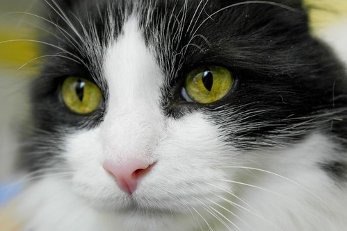 Lucho, gato cruce de Angora blanquinegro nacido en 2011 necesita hogar. Valencia. ADOPTADO. 14204039953_f4a1295ae9